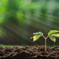 Young plant in the morning light on nature background